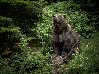 Fototapeta premium Majestic brown bear (Ursus arctos) sitting on the grass outside of forest in summer day. Photo taken in Bayerwald Tierpark (Bayerischer Wald). 