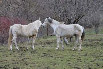 Pair of white horses in the pasture