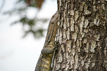 Asian water monitor - Varanus salvator also common water monitor, large varanid lizard native to South and Southeast Asia (kabaragoya, two-banded monitor, rice lizard, ring lizard, plain lizard.