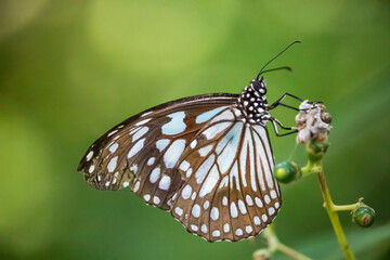Fototapeta na wymiar The Pale Blue Tiger , Tirumala limniace , Butterfly on tree with natural green background, Patterned blue on black wing beautiful