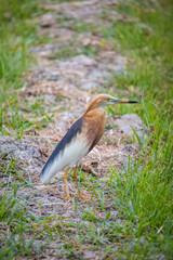 The Javan pond heron (Ardeola speciosa) is a wading bird of the heron family, found in shallow fresh and salt-water wetlands in Southeast Asia. Its diet comprises insects, fish, and crabs.