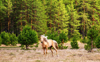 A beautiful light-colored horse with a waving mane grazes in a meadow against the background of a pine forest on a ranch.