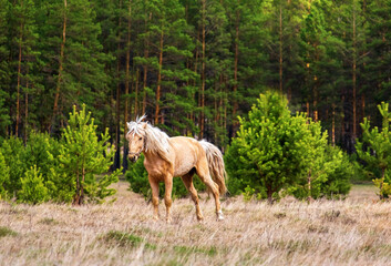 Obraz na płótnie Canvas A beautiful light-colored horse with a waving mane grazes in a meadow against the background of a pine forest on a ranch.