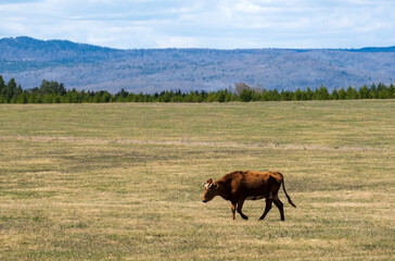 Obraz premium A brown cow is grazing in a meadow on a background of mountains.