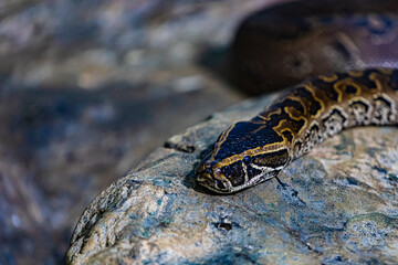 Portrait of a large python
