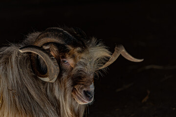 Naklejka premium Portrait of a goat with big horns in the dark