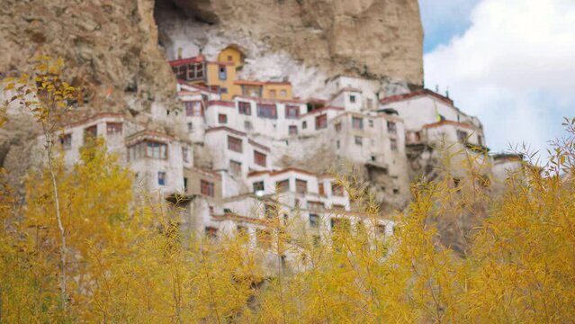 4K rack focus shot of Phugtal Gompa during the autumn season at Zanskar in Ladakh, India. Focus changes from the monastery to the yellow tree in foreground. Autumn in India background. 