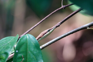 Brown vine snake from costa rica on a branch