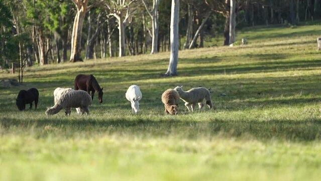 Horse in a meadow on a farm in Australia 
