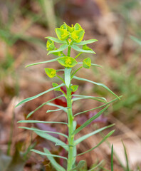 Macrophotographie de fleur sauvage - Euphorbe des moissons - Euphorbia segetalis