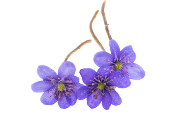 Hepatica nobilis