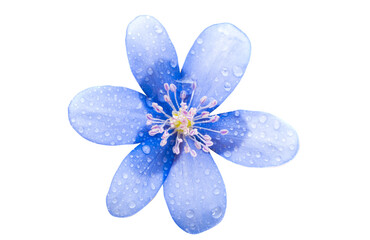 Hepatica nobilis