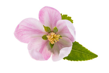 apple tree flowers isolated