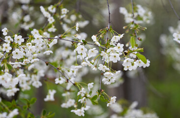 branch with cherry flowers