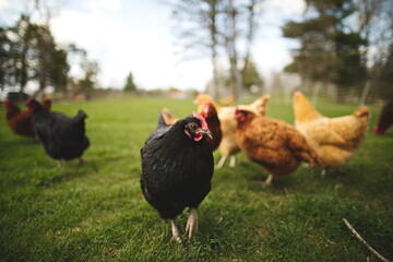 Chickens on a small farm in the country. Small scale poultry farming in Ontario, Canada.