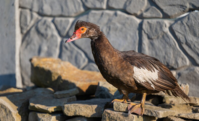 duck sitting on a rock