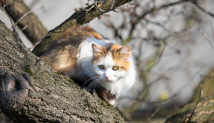 Naklejka na ściany i meble cat sitting on a tree