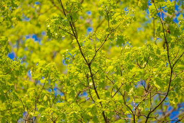 young green foliage against the blue sky