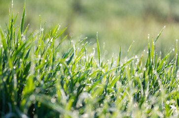 grass with dew in the early morning