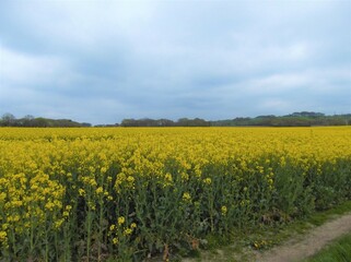 A field of Rapeseed Latin name Brassica napus subsp. napus also known as rape, or oilseed rape, with its bright yellow flowers - 597536174