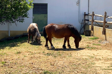 Two ponies are grazing in a paddock
