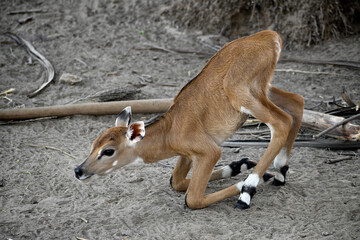 Newly Born Beautiful and Cute Bluebul Cattle