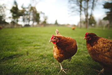 Chickens on a small farm in the country. Small scale poultry farming in Ontario, Canada.
