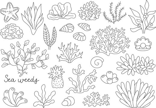 Vector black and white seaweeds set. Sea or ocean plants line collection. Contour corals, actinia, luminaria, star, phyllophora, seashells and pearl clip art. Water greenery coloring page.