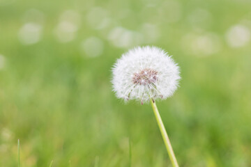 close up dandelion on grass, with green blurry background. Represents the arivval of spring and pollination