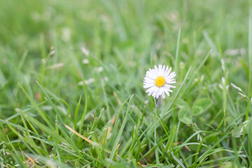 daisy flower in grass,  with green field . Represents nature and the arrival of spring.