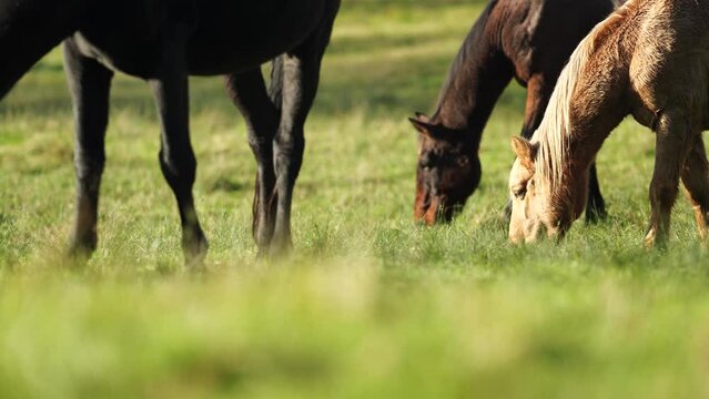 Beautiful horses grazing on grass in a field. Grey horse in the trees on a farm