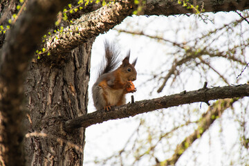 Squirrel in the park eats carrots
