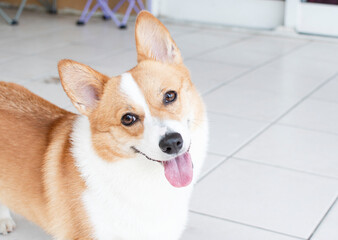 Portrait of Pembroke Welsh Corgi. Portrait of the dog looking at the camera