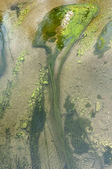 River slime background, unusual colorful floral texture