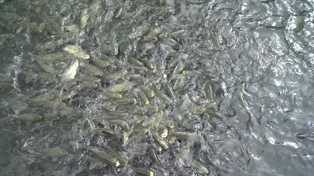 Fish lake Sanliurfa. Fish in Hz. Abraham's pond.
