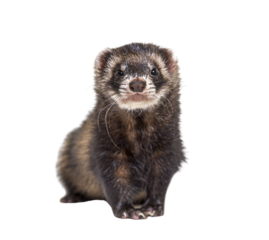 European polecat facing and looking at the camera, isolated