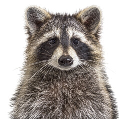 head shot of a young Raccoon facing at the camera, isolated - 597540146
