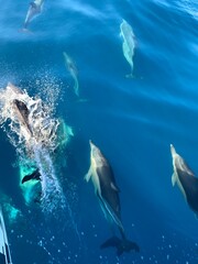 Pod of Pacific white-sided dolphins swimming through water