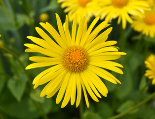 Bright big yellow daisy on a dark green background. Doronicum caucasicum.