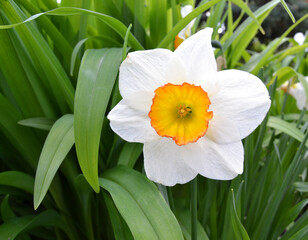 Fototapeta premium Spring flowers. Close up of narcissus flowers blooming in a garden. Daffodils