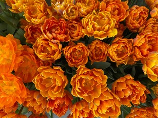 Fototapety  Orangene Frühlingsblumen