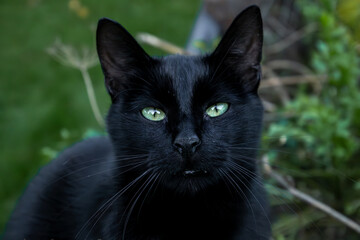 czarny kotek w parku  - obrazy, fototapety, plakaty