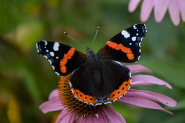 piękny motyl na kwiatku  - obrazy, fototapety, plakaty