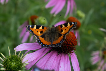piękny motyl na kwiatku 