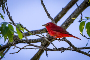 summer tanager resting