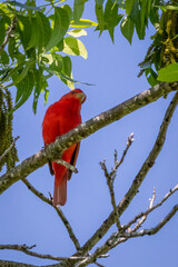 summer tanager resting