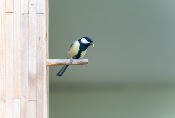 Great tit bird with caterpillar in beak in front of the wooden nest box