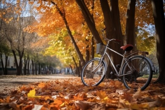A bicycle is under the trees during autumn season, beautiful landscape image with Bicycle under the tree