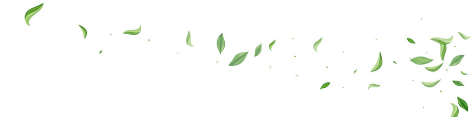 Olive Leaf Swirl Vector White Panoramic