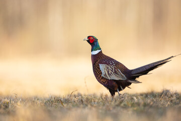 Common pheasant Phasianus colchius Ring-necked pheasant in natural habitat, grassland in early spring
